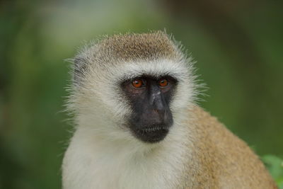 A vervet monkey up close