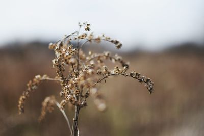 Close-up of wilted plant