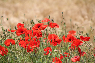 Close-up of red poppy flowers on field