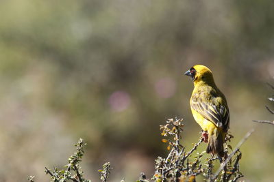 Close-up of bird perching on a plant