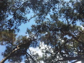 Low angle view of trees against sky