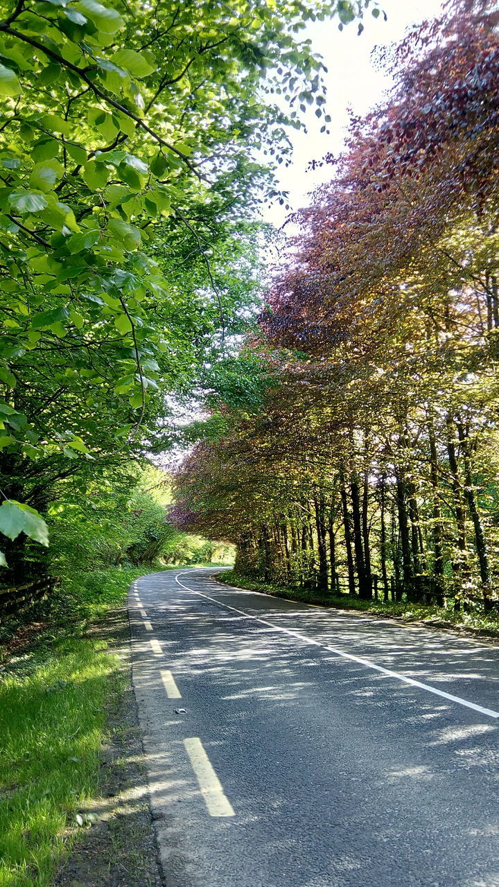 plant, tree, road, transportation, growth, the way forward, day, nature, direction, beauty in nature, no people, green color, tranquility, road marking, sign, symbol, marking, outdoors, tranquil scene, sunlight, diminishing perspective, treelined, long