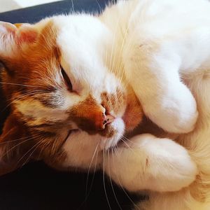 Close-up of a cat sleeping