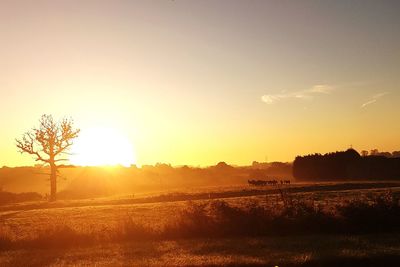 Scenic view of field against sky during sunset