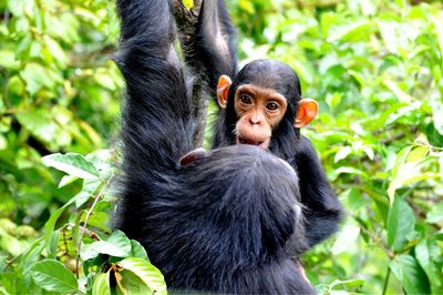 High angle view of monkeys in forest