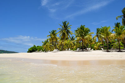 Palm trees at beach against blue sky