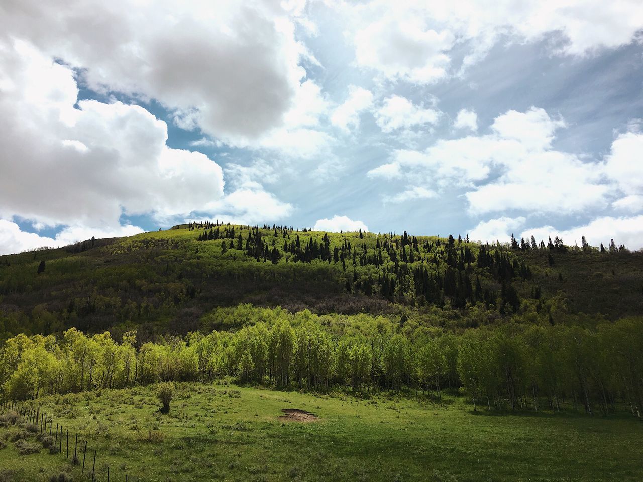 sky, nature, landscape, tranquility, beauty in nature, scenics, field, tree, cloud - sky, tranquil scene, no people, day, outdoors, growth, green color, grass