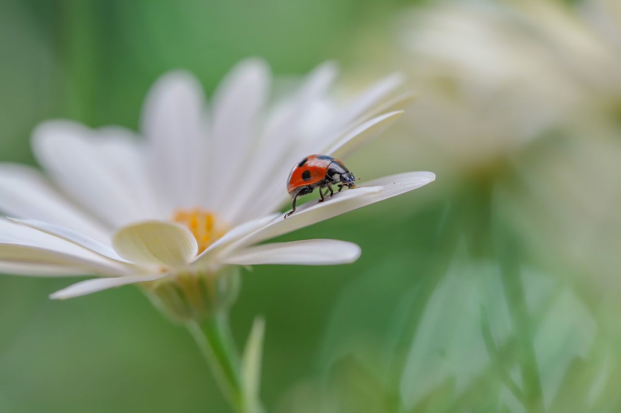 flowering plant, flower, plant, insect, invertebrate, ladybug, fragility, animal themes, vulnerability, animal, beauty in nature, petal, one animal, growth, animal wildlife, beetle, animals in the wild, freshness, flower head, inflorescence, no people, pollen, small, pollination