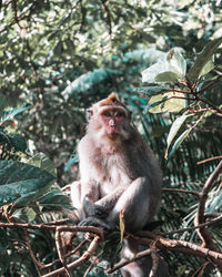 Monkey sitting on tree