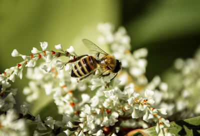 Close-up of butterfly pollinating on fresh flower