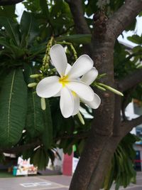 Close-up of white frangipani blooming on tree