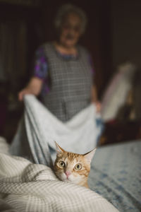 Portrait of ginger cat on alert while elderly woman making the bed