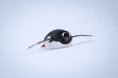 Gentoo penguin slides through snow towards camera