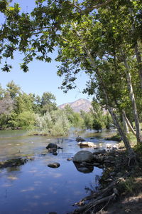 Scenic view of lake in forest