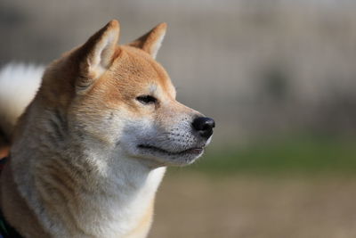 Close-up of dog outdoors