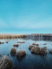Scenic view of lake against blue sky