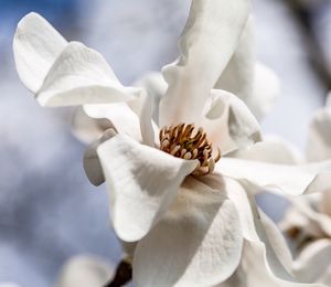 Close-up of white rose flower