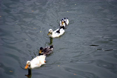 High angle view of swans swimming on lake