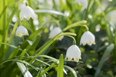 Close-up of white flowering plant on field