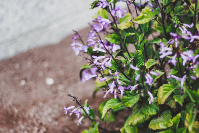 Close-up of purple flowering plants