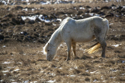 Portrait of a white icelandic horse on a meadow in spring