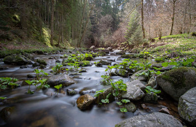 Stream flowing through rocks in forest