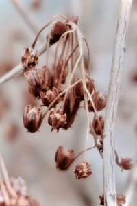 Close-up of dried plant