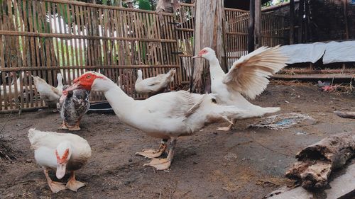 Close-up of a bird, its muscovy duck