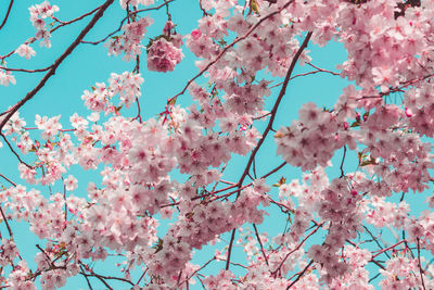 Low angle view of cherry blossoms against sky