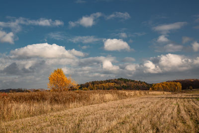 Scenic view of agricultural field against sky