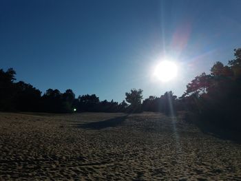Sun shining through trees on sand