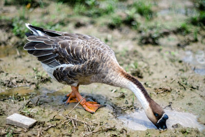 Side view of a bird flying