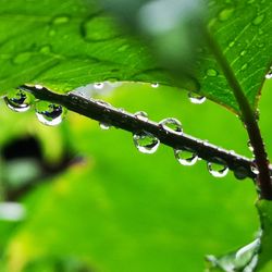 Close-up of wet plant leaves during rainy season