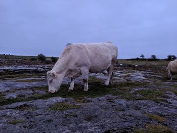 Horse grazing in a field