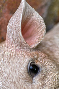 Close-up of cat