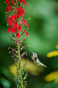 Close-up of bird perching on plant