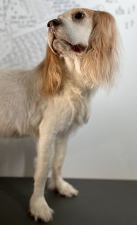 pet