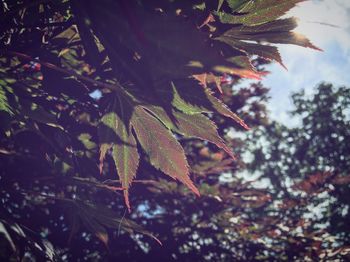 Close-up low angle view of leaves