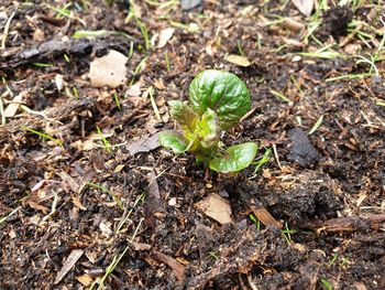 High angle view of small plant growing on field