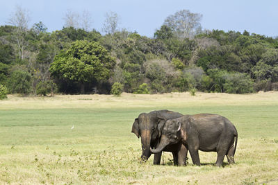 Elephant in a field