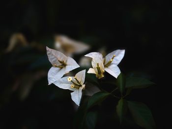 Close-up of white flowering plant