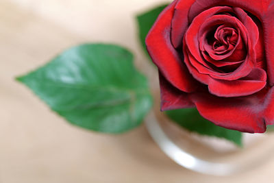Close-up of red rose on table