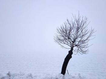 Bare tree on snow covered land against sky