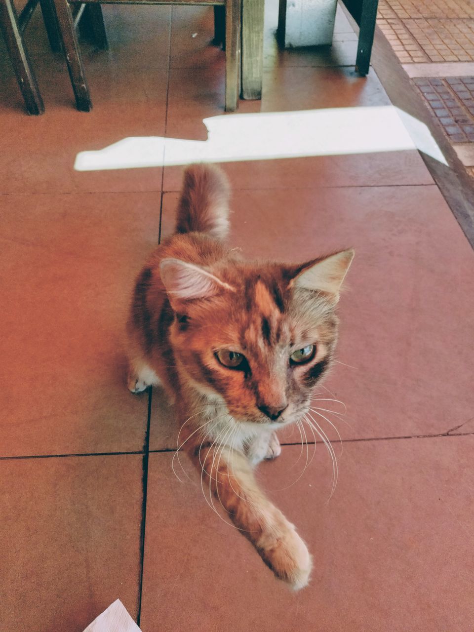 cat, domestic, domestic animals, feline, pets, one animal, domestic cat, mammal, vertebrate, high angle view, flooring, indoors, tile, no people, tiled floor, portrait, whisker