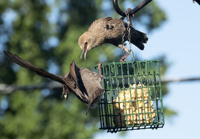 Two birds on a feeder.