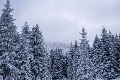 Pine trees in forest