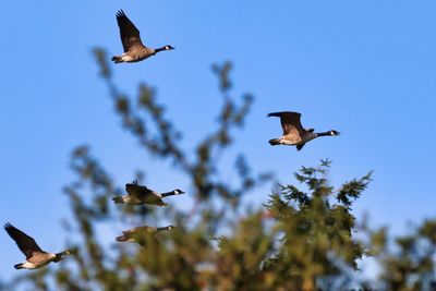 Low angle view of birds flying in sky