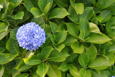 Close-up of purple flowers