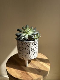 Close-up of succulent on table