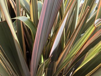 Full frame shot of palm leaf